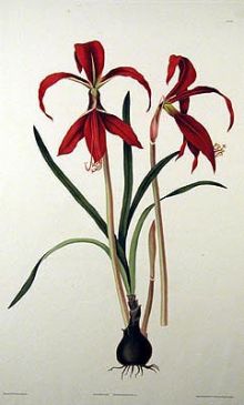 Jacobasa - Amaryllis (sprekelia) formosissima - спрекелия прекраснейшая